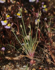 Juncus cephalotes