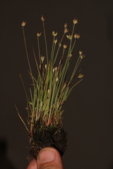 Juncus cephalotes