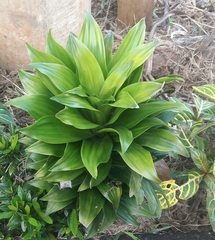 Dracaena fragrans compacta