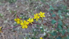 Triumfetta rotundifolia