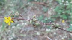 Triumfetta rotundifolia
