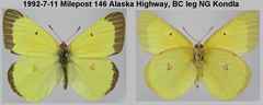 Colias gigantea
