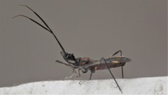 Graptocleptes bicolor