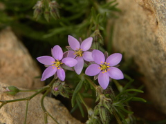 Spergularia fimbriata