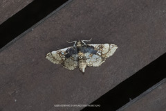 Omphisa anastomosalis