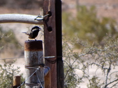 Melaniparus cinerascens