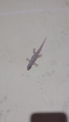 Hemidactylus platyurus
