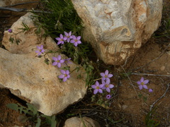 Spergularia fimbriata