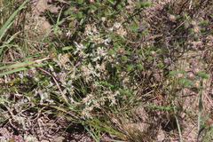 Helichrysum litorale