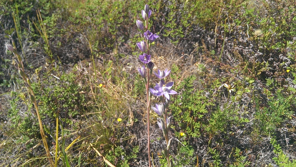 Thelymitra petrophila