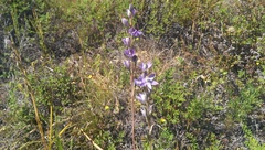 Thelymitra petrophila