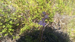 Thelymitra petrophila