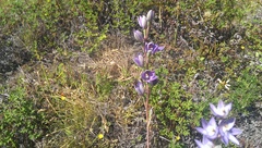 Thelymitra petrophila