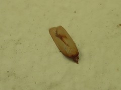 Epichoristodes acerbella