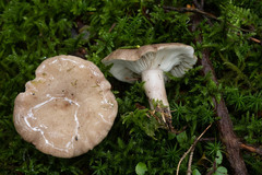 Lactarius albocarneus