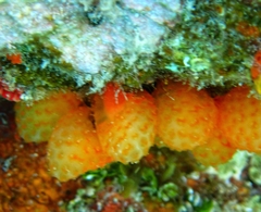 Eudistoma