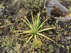 Puya goudotiana