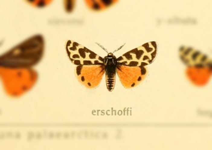 Chelis erschoffii