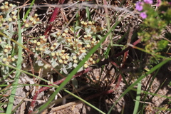 Helichrysum litorale