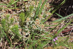 Helichrysum litorale