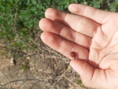 Harmonia axyridis