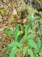 Desmodium occidentale