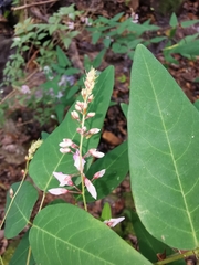 Desmodium occidentale