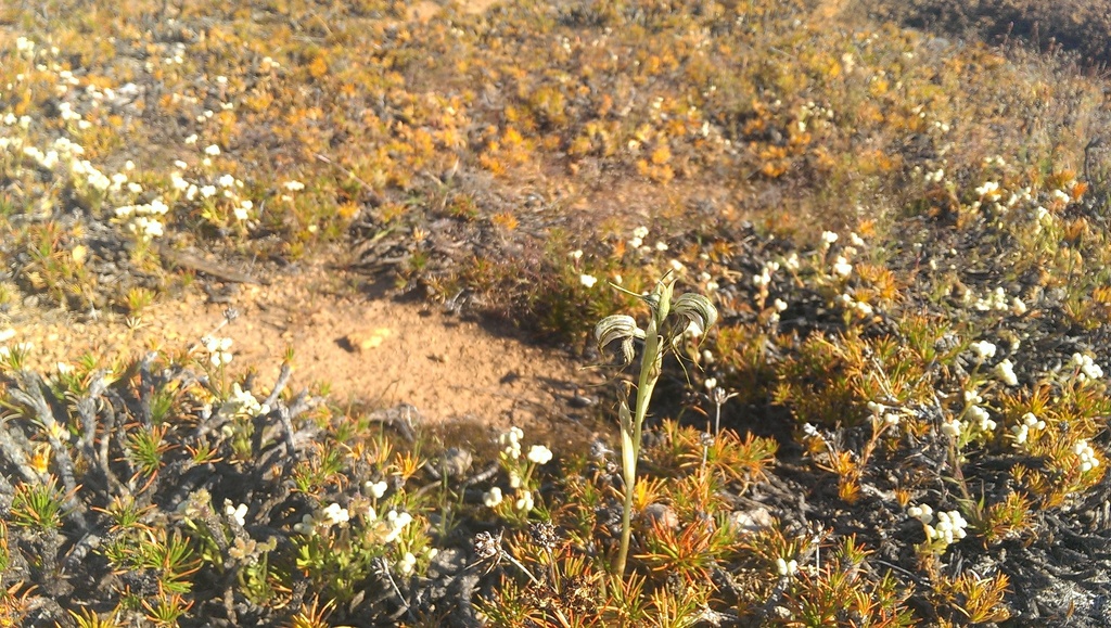 Pterostylis spathulata