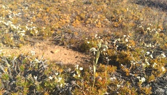 Pterostylis spathulata