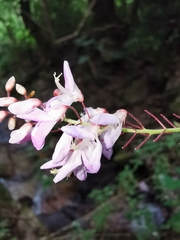 Desmodium occidentale