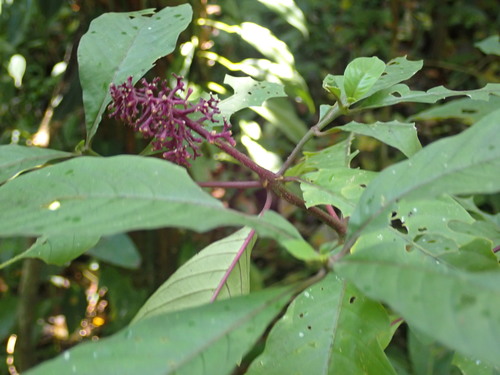 Palicourea hebeclada, photograph 3
