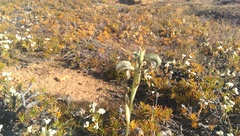 Pterostylis spathulata