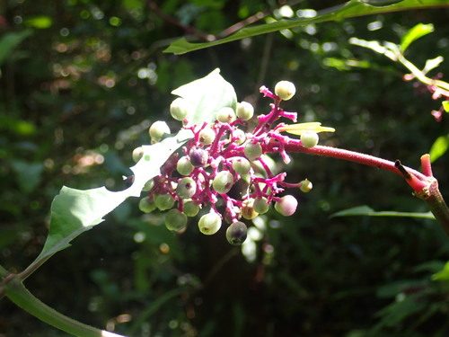 Palicourea hebeclada, photograph 4