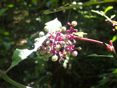 keesgroenendijk, CC BY, iNaturalist via GBIF Palicourea hebeclada, photograph keesgroenendijk, CC BY, iNaturalist via GBIF