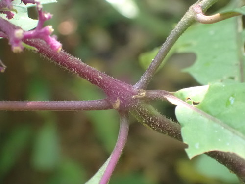 Palicourea hebeclada, photograph 5