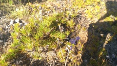 Thelymitra petrophila