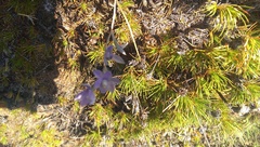 Thelymitra petrophila