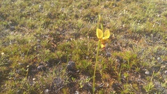 Diuris picta