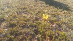 Diuris picta