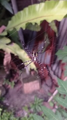 Argiope appensa
