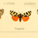 Palearctia ferghana - Photo 由 Andreas Manz 所上傳的 (c) Andreas Manz，保留部份權利CC BY-NC
