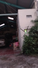 Argiope appensa
