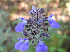 Salvia thyrsiflora