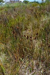 Restio quinquefarius