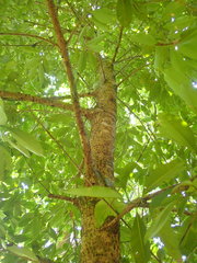 Calophyllum brasiliense