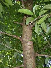 Calophyllum brasiliense