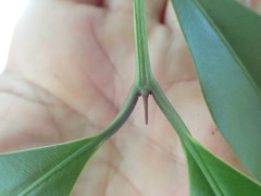 Calophyllum brasiliense