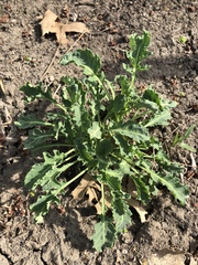 Brassica oleracea acephala
