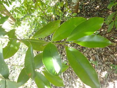 Calophyllum brasiliense