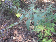 Salvia thyrsiflora